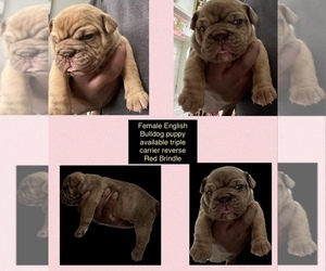English Bulldog Puppy for sale in STOCKBRIDGE, GA, USA