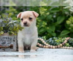 Small #2 Chihuahua