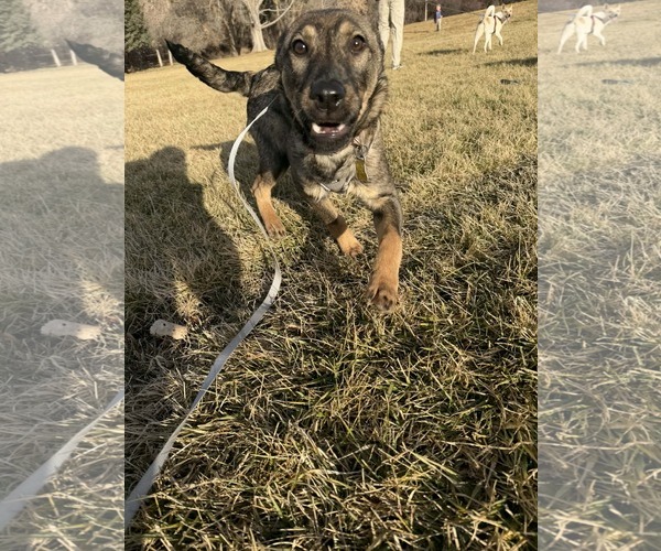 Medium Photo #7 Mutt Puppy For Sale in Sandy, UT, USA