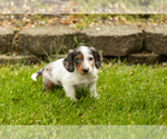 Small #2 Dachshund