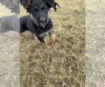Small Photo #1 German Shepherd Dog Puppy For Sale in GUYTON, GA, USA