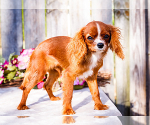 Cavalier King Charles Spaniel Puppy for Sale in WAKARUSA, Indiana USA