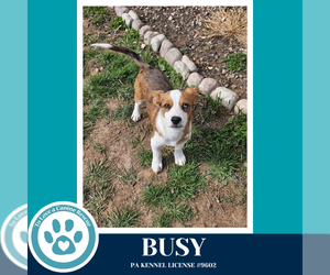 Mutt Dogs for adoption in Kimberton, PA, USA