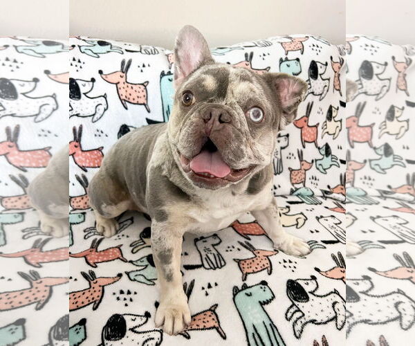 Medium Photo #4 French Bulldog-Unknown Mix Puppy For Sale in Corona, CA, USA