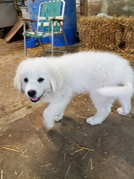 Medium Photo #1 Great Pyrenees Puppy For Sale in EDGERTON, WI, USA