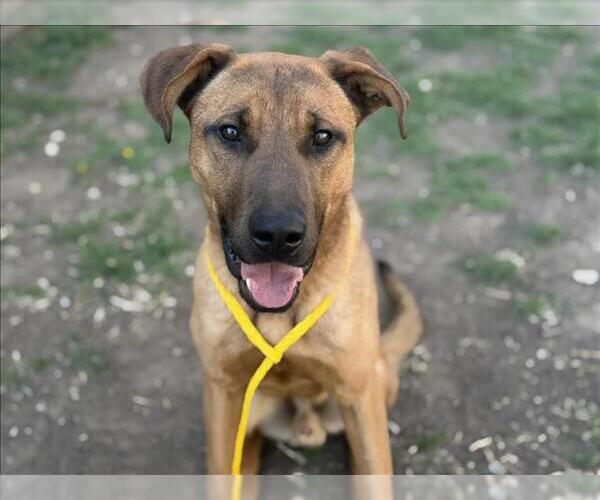 Medium Photo #1 German Shepherd Dog Puppy For Sale in Tulsa, OK, USA