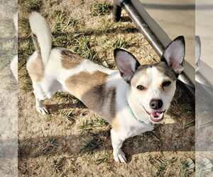 Rat Terrier Dogs for adoption in Atlanta, GA, USA