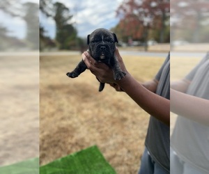 American Bully Puppy for sale in COVINGTON, GA, USA