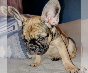 French Bulldog Puppy for sale in TAMPA, FL, USA