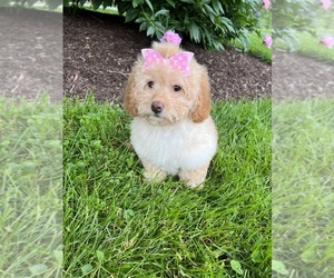 Goldendoodle (Miniature) Puppy for Sale in RICHMOND, Illinois USA