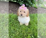 Image preview for Ad Listing. Nickname: goldendoodle
