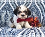 Small Photo #9 Zuchon Puppy For Sale in LAKELAND, FL, USA