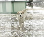 Small #7 Great Pyrenees