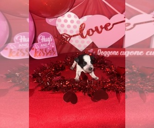 Medium Schnauzer (Miniature)