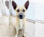 Small #1 Black Mouth Cur Mix