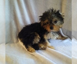 Yorkshire Terrier Puppy for sale in AFTON, VA, USA
