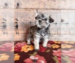 Small #17 Schnauzer (Miniature)