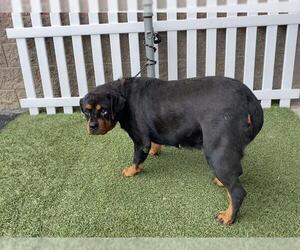 Rottweiler Dogs for adoption in Modesto, CA, USA