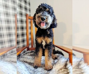 Father of the Goldendoodle puppies born on 07/25/2025
