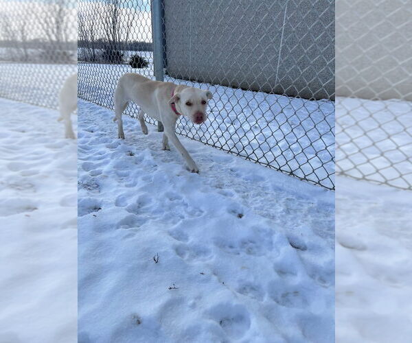 Medium Photo #2 American Staffordshire Terrier-Labrador Retriever Mix Puppy For Sale in Pierceton , IN, USA