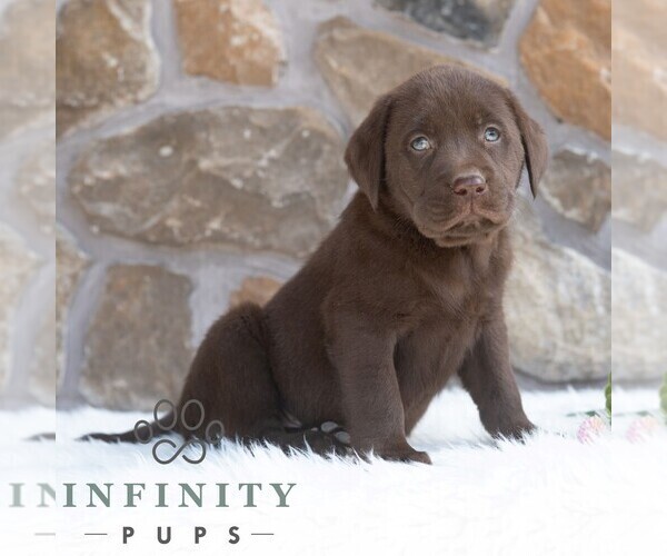 Medium Photo #5 Labrador Retriever Puppy For Sale in MIFFLINTOWN, PA, USA