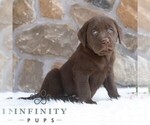 Small #4 Labrador Retriever