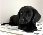 Image preview for Ad Listing. Nickname: Dozer