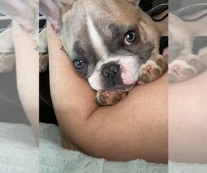 French Bulldog Puppy for sale in BLANCHARDVILLE, WI, USA