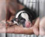 Small Photo #4 Pembroke Welsh Corgi Puppy For Sale in ANDALUSIA, AL, USA