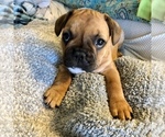 Small Photo #9 French Bulldog Puppy For Sale in SCOTTSDALE, AZ, USA