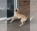 Small Labrador Retriever Mix