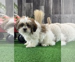 Small #3 Shih Tzu