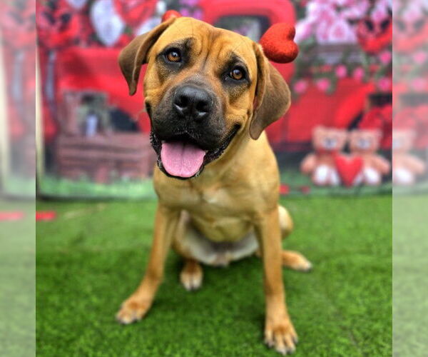 Medium Photo #2 Boxer-Bullmastiff Mix Puppy For Sale in Long Beach, CA, USA