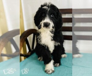 Aussie-Poo-Aussiedoodle Mix Puppy for sale in CINCINNATI, OH, USA