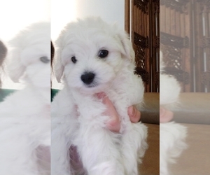 Maltese-Maltipoo Mix Puppy for sale in CITY INDUSTRY, CA, USA