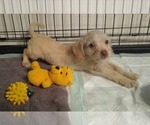 Small #1 Poodle (Miniature) Mix