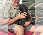 Small Photo #9 Rotticorso Puppy For Sale in REEVESVILLE, SC, USA