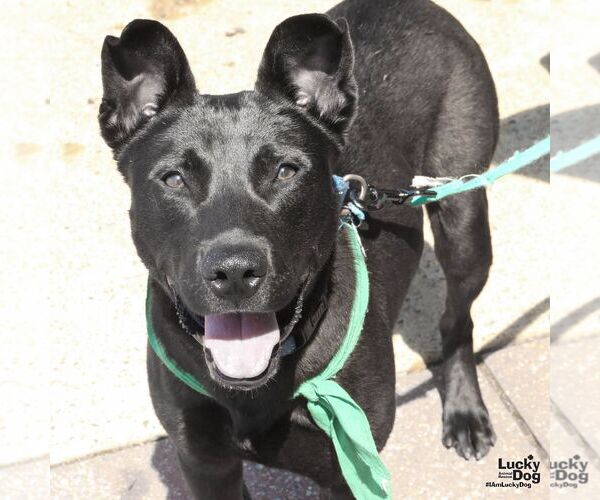 Medium Photo #1 Labrador Retriever-Unknown Mix Puppy For Sale in Washington, DC, USA
