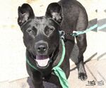 Small Labrador Retriever Mix