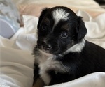 Small #1 Miniature Australian Shepherd