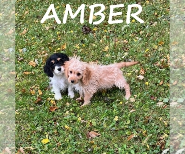 Medium Photo #3 Cavapoo Puppy For Sale in HARTLAND, MN, USA