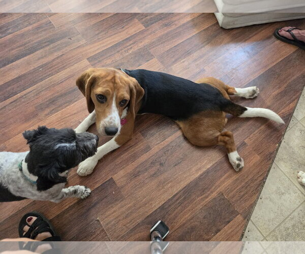Medium Photo #4 Beagle Puppy For Sale in Las Vegas, NV, USA