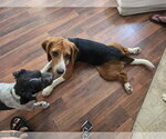 Small #3 Beagle