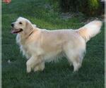 Small #44 English Cream Golden Retriever