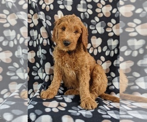 Goldendoodle Puppy for sale in CHRISTIANA, PA, USA