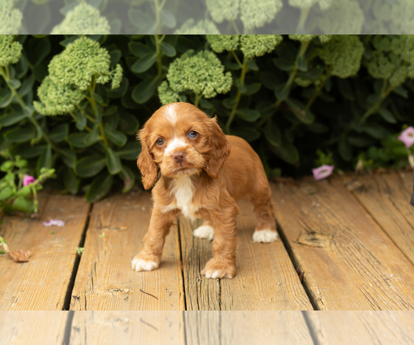 Medium Photo #44 Cocker Spaniel Puppy For Sale in NAPPANEE, IN, USA