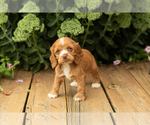 Small #43 Cocker Spaniel