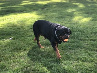 Mother of the Rottweiler puppies born on 03/30/2018