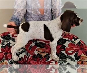 German Shorthaired Pointer Puppy for sale in WOODSTOCK, GA, USA
