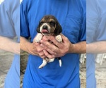 Puppy Puppy 2 Beagle